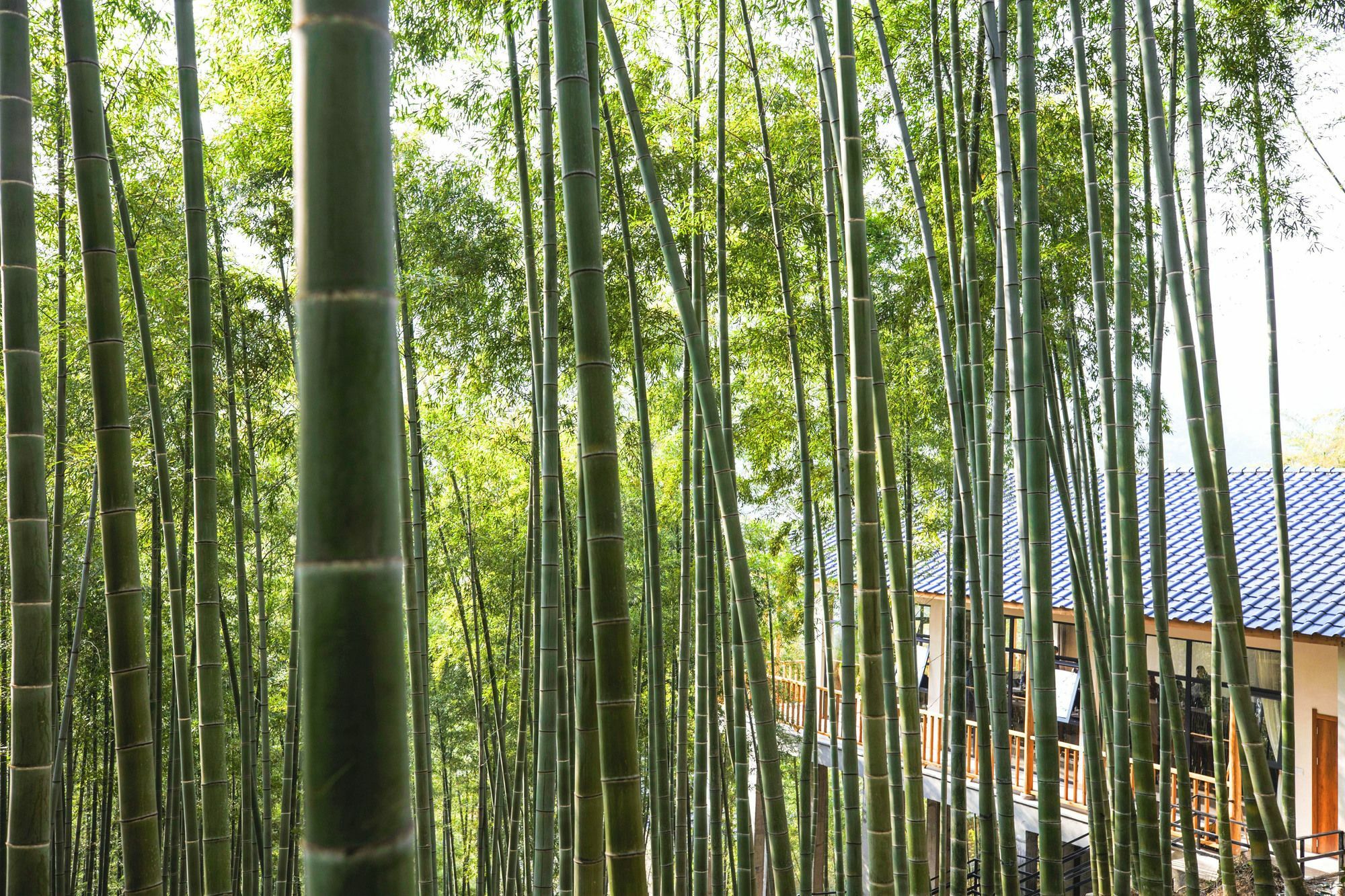 Moganshan Yinhuawu Resort Bagian luar foto